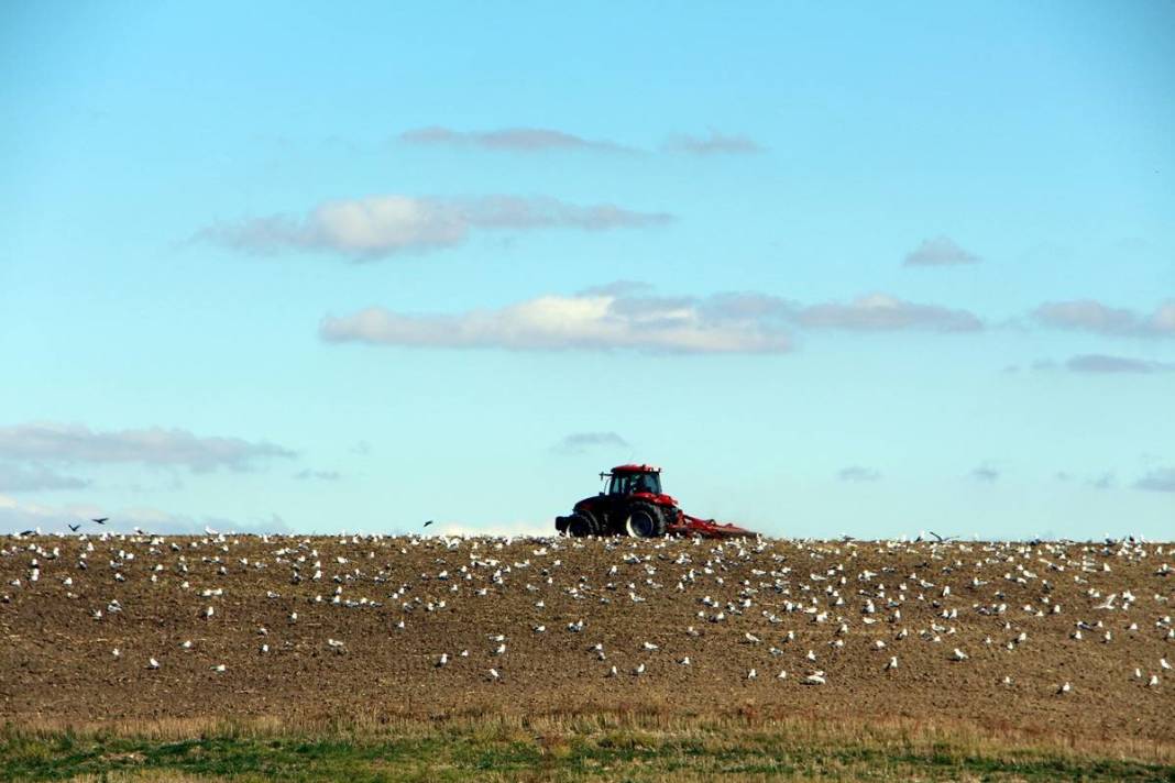 'Katil martı' paniği: Güvercinleri kurabiye gibi yiyorlar! 11